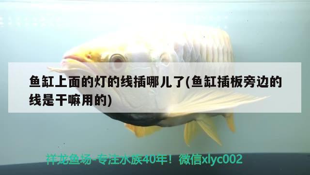 黃寫錦鯉價(jià)格便宜嗎，黃色鯉魚是河魚還是海魚