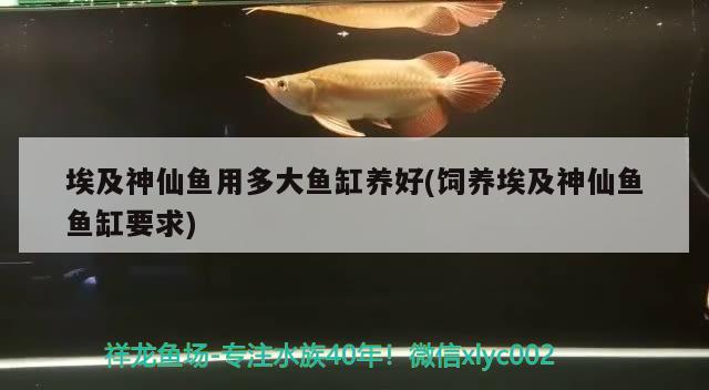 埃及神仙魚用多大魚缸養(yǎng)好(飼養(yǎng)埃及神仙魚魚缸要求)