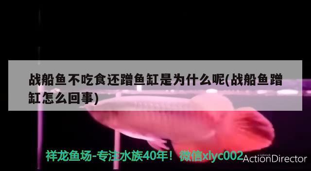 唐山金龍魚代理電話是多少？，唐山金龍魚代理電話是多少唐山金龍魚代理電話是多少 超血紅龍魚 第1張