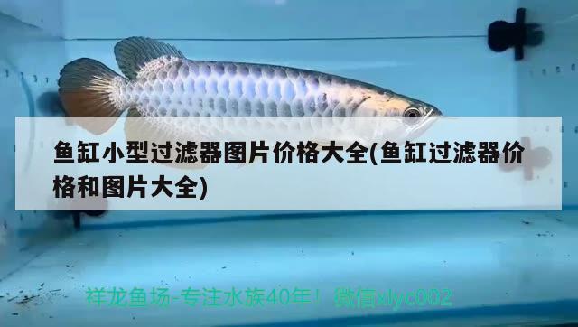 魚缸小型過濾器圖片價格大全(魚缸過濾器價格和圖片大全) 皇冠黑白魟魚