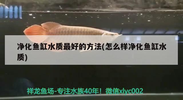 凈化魚缸水質(zhì)最好的方法(怎么樣凈化魚缸水質(zhì)) 委內(nèi)瑞拉奧里諾三間魚苗 第2張