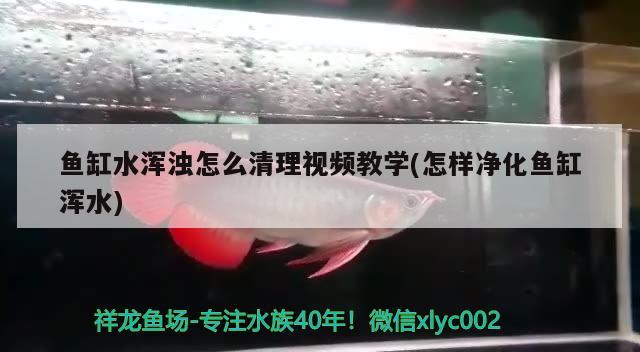 魚缸水渾濁怎么清理視頻教學(xué)(怎樣凈化魚缸渾水)