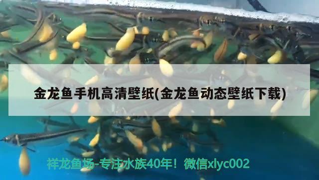 金龍魚手機高清壁紙(金龍魚動態(tài)壁紙下載) 非洲象鼻魚