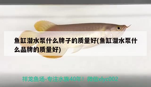 魚缸潛水泵什么牌子的質(zhì)量好(魚缸潛水泵什么品牌的質(zhì)量好)