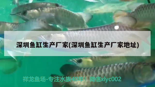 深圳魚缸生產(chǎn)廠家(深圳魚缸生產(chǎn)廠家地址) 女王大帆魚苗