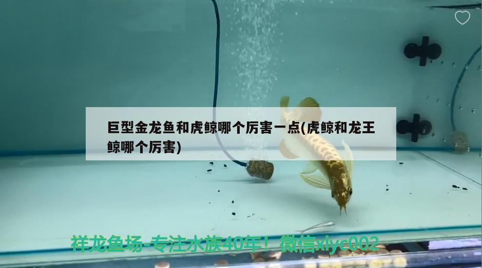 吉印刀鋒三湖慈鯛燈：吉印刀鋒龍魚用行不行 吉印水族 第3張