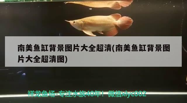 南美魚缸背景圖片大全超清(南美魚缸背景圖片大全超清圖) 七紋巨鯉魚