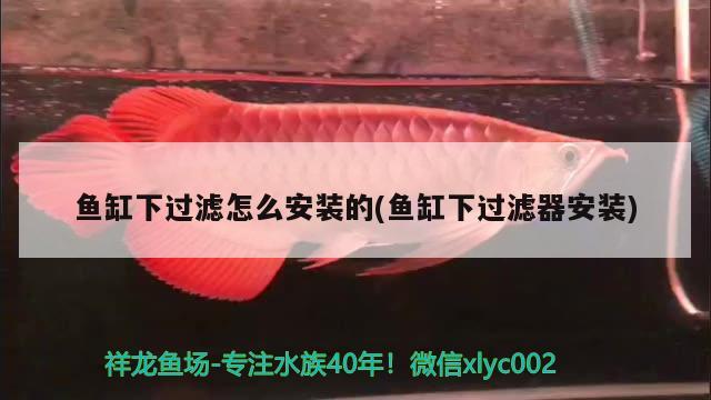 魚缸下過濾怎么安裝的(魚缸下過濾器安裝) 朱巴利魚