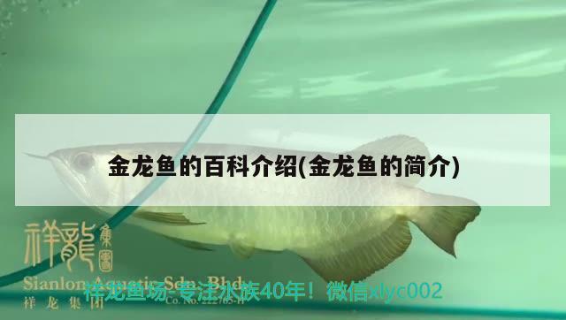 金龍魚的百科介紹(金龍魚的簡介) 祥龍進(jìn)口元寶鳳凰魚