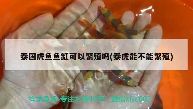 泰國(guó)虎魚魚缸可以繁殖嗎(泰虎能不能繁殖)