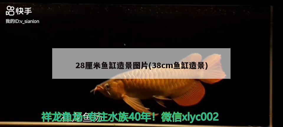 28厘米魚缸造景圖片(38cm魚缸造景) 觀賞蝦蟹等飼料