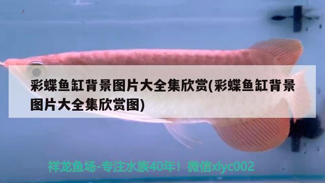 彩蝶魚缸背景圖片大全集欣賞(彩蝶魚缸背景圖片大全集欣賞圖)