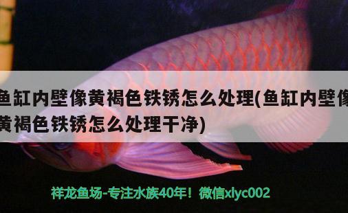 魚缸內壁像黃褐色鐵銹怎么處理(魚缸內壁像黃褐色鐵銹怎么處理干凈) 金頭過背金龍魚