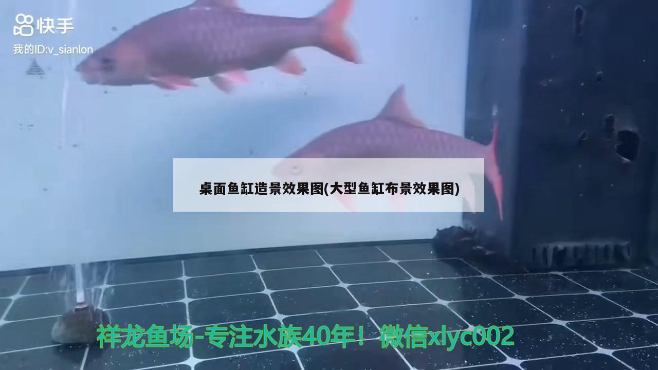 桌面魚缸造景效果圖(大型魚缸布景效果圖)