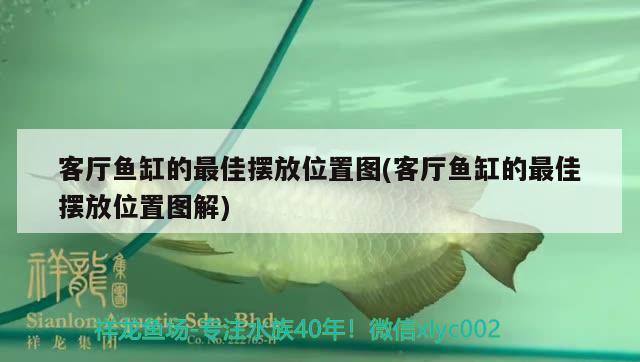 客廳魚缸的最佳擺放位置圖(客廳魚缸的最佳擺放位置圖解) 白子銀龍苗（黃化銀龍苗）