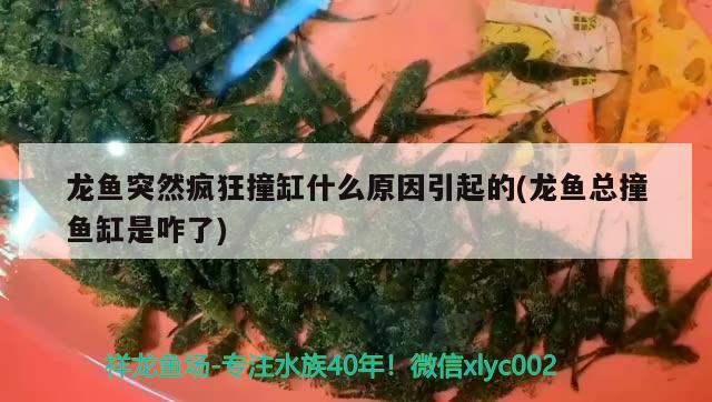 龍魚突然瘋狂撞缸什么原因引起的(龍魚總撞魚缸是咋了)