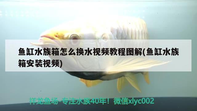 魚缸水族箱怎么換水視頻教程圖解(魚缸水族箱安裝視頻) 魚缸/水族箱