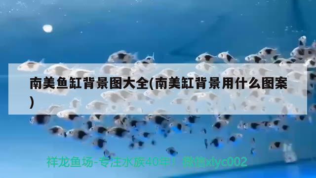 60厘米紅龍魚價(jià)格表圖片（60厘米紅龍魚價(jià)格表圖片大全） 夢(mèng)幻雷龍魚 第2張