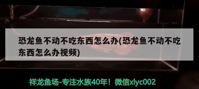 恐龍魚不動不吃東西怎么辦(恐龍魚不動不吃東西怎么辦視頻) 金老虎魚