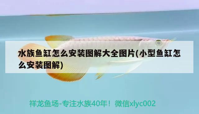 藍龍魚大概多少錢一條啊(藍金龍魚多少錢一條)