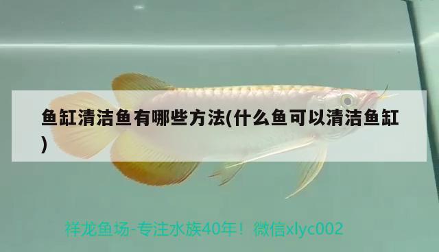 魚(yú)缸清潔魚(yú)有哪些方法(什么魚(yú)可以清潔魚(yú)缸) 虎斑恐龍魚(yú) 第2張