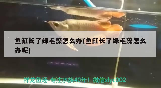 魚缸過濾材料圖片(魚缸上過濾圖片介紹)