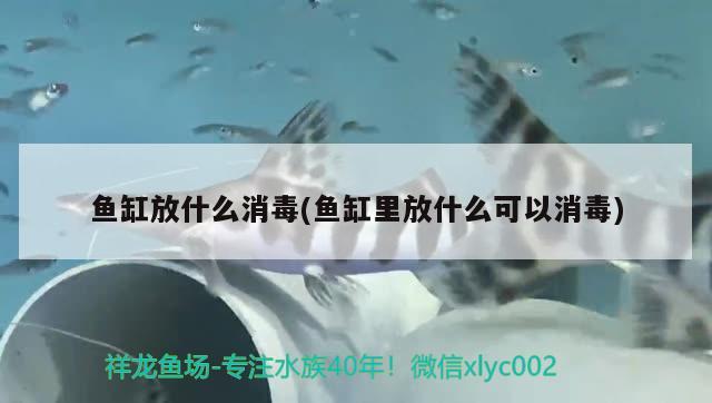 魚缸放什么消毒(魚缸里放什么可以消毒) 進(jìn)口元寶鳳凰魚