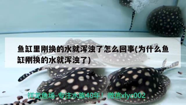 魚缸里剛換的水就渾濁了怎么回事(為什么魚缸剛換的水就渾濁了) 羅漢魚