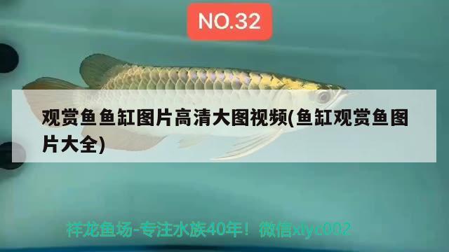 觀賞魚魚缸圖片高清大圖視頻(魚缸觀賞魚圖片大全) 細(xì)線銀板魚苗