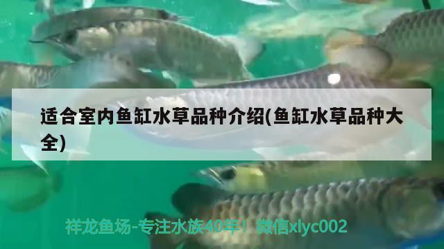 魚(yú)缸過(guò)濾系統(tǒng)什么牌子好(什么牌子的魚(yú)缸性價(jià)比高過(guò)濾系統(tǒng)好) ?；?異型虎魚(yú)/純色虎魚(yú)