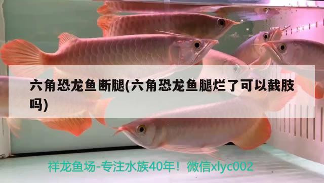 六角恐龍魚斷腿(六角恐龍魚腿爛了可以截肢嗎)