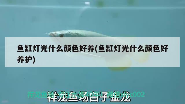 魚缸燈光什么顏色好養(yǎng)(魚缸燈光什么顏色好養(yǎng)護)