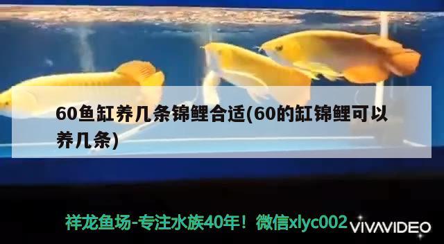 60魚(yú)缸養(yǎng)幾條錦鯉合適(60的缸錦鯉可以養(yǎng)幾條) 月光鴨嘴魚(yú)