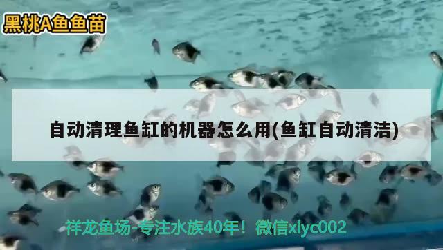 自動(dòng)清理魚缸的機(jī)器怎么用(魚缸自動(dòng)清潔) 魟魚百科