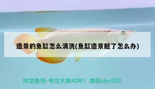 造景的魚(yú)缸怎么清洗(魚(yú)缸造景臟了怎么辦) 超血紅龍魚(yú)