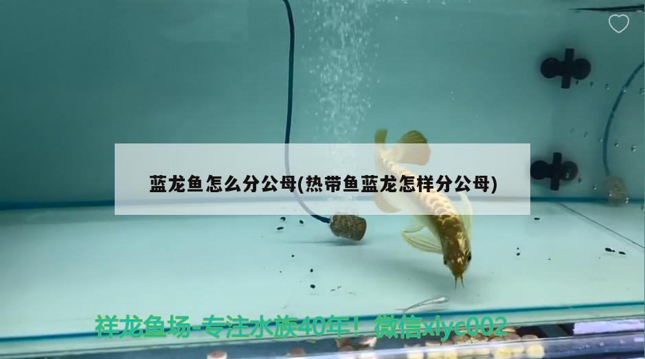 藍龍魚怎么分公母(熱帶魚藍龍怎樣分公母) 紅頭利魚