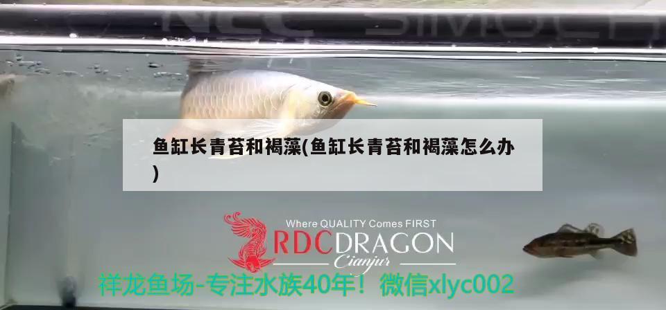 魚缸長青苔和褐藻(魚缸長青苔和褐藻怎么辦) B級過背金龍魚