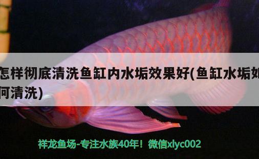 怎樣徹底清洗魚(yú)缸內(nèi)水垢效果好(魚(yú)缸水垢如何清洗)