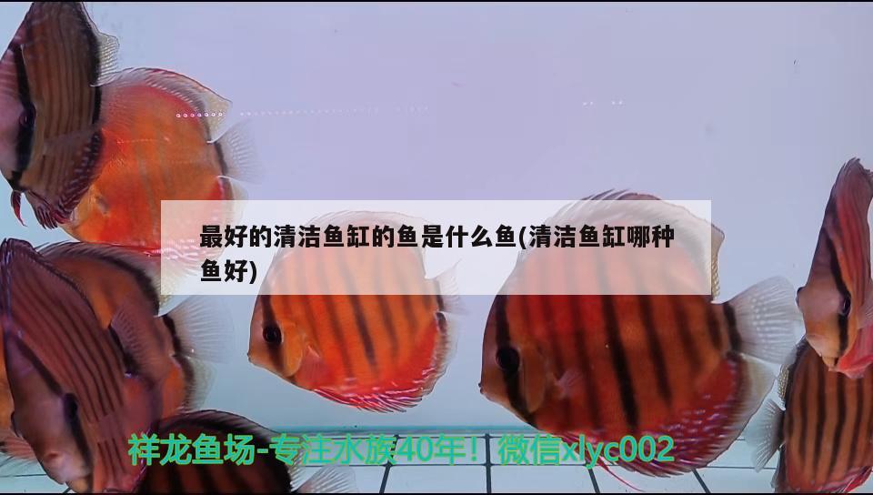 最好的清潔魚缸的魚是什么魚(清潔魚缸哪種魚好) 虎魚百科