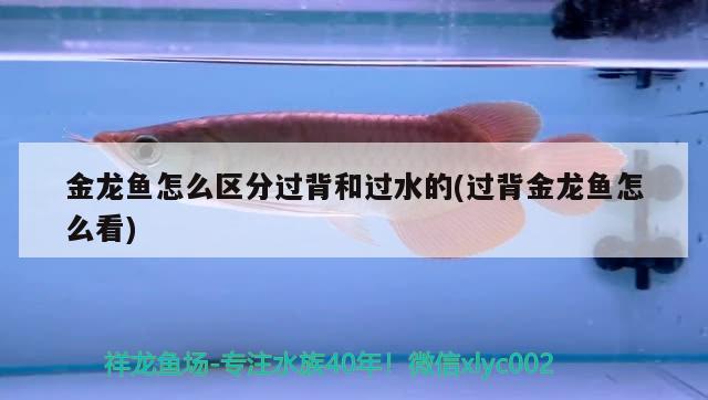 金龍魚怎么區(qū)分過背和過水的(過背金龍魚怎么看) 金龍魚百科