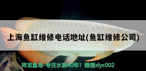 進(jìn)口元寶鳳凰魚和國產(chǎn)元寶鳳凰魚的區(qū)別 元寶鳳凰魚百科 第2張