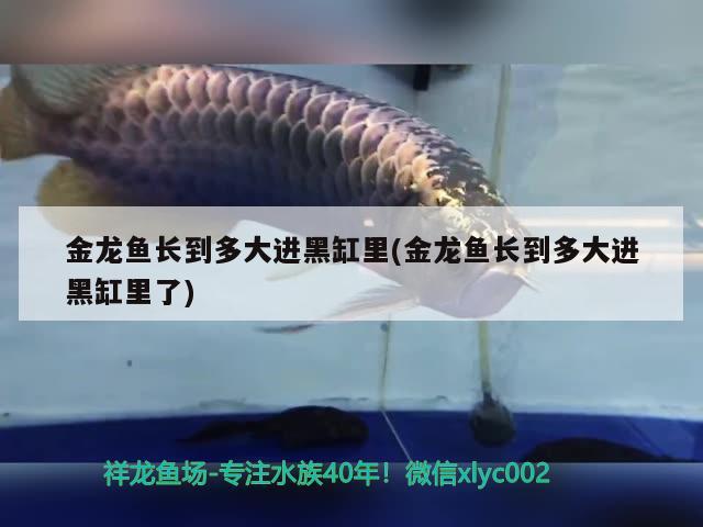 金龍魚長到多大進黑缸里(金龍魚長到多大進黑缸里了)