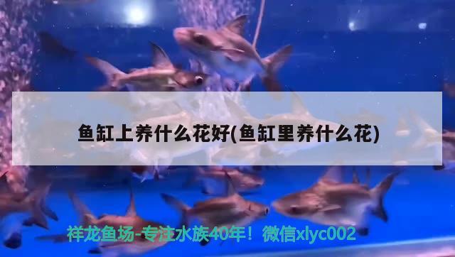 魚缸如何開缸消毒（古法養(yǎng)魚開缸消毒步驟） 量子養(yǎng)魚技術(shù) 第1張