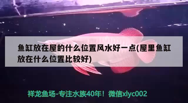 古典羅漢魚什么品種最好：古典羅漢魚好不好 羅漢魚 第2張