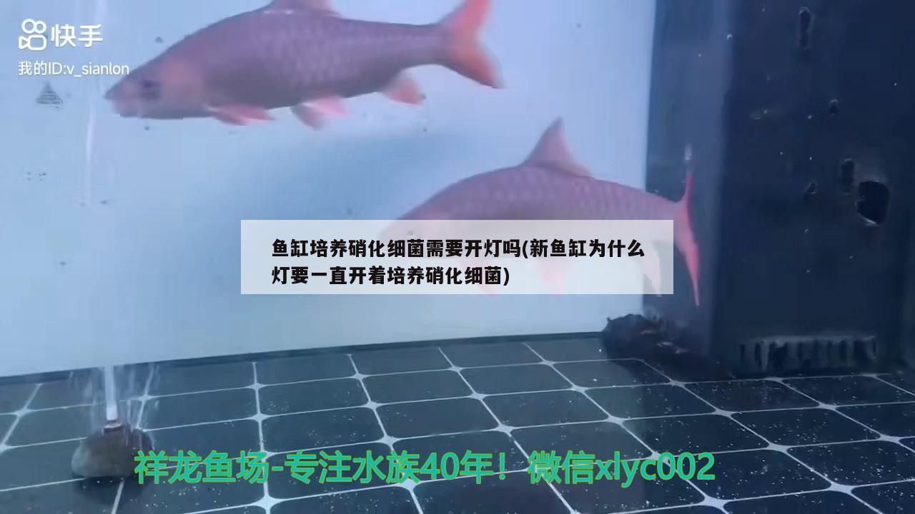 魚缸培養(yǎng)硝化細菌需要開燈嗎(新魚缸為什么燈要一直開著培養(yǎng)硝化細菌) 硝化細菌