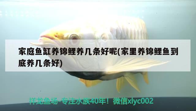 家庭魚缸養(yǎng)錦鯉養(yǎng)幾條好呢(家里養(yǎng)錦鯉魚到底養(yǎng)幾條好)