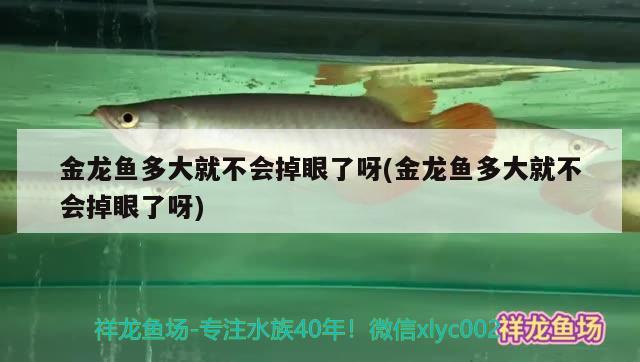 金龍魚多大就不會掉眼了呀(金龍魚多大就不會掉眼了呀)