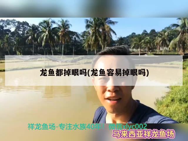 龍魚都掉眼嗎(龍魚容易掉眼嗎)