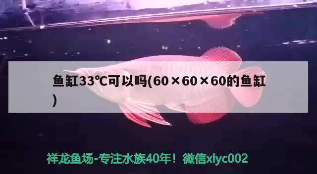 魚缸33℃可以嗎(60×60×60的魚缸)