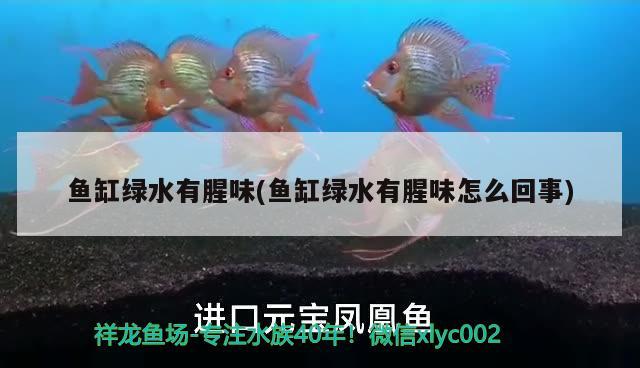 魚缸綠水有腥味(魚缸綠水有腥味怎么回事) 稀有紅龍品種